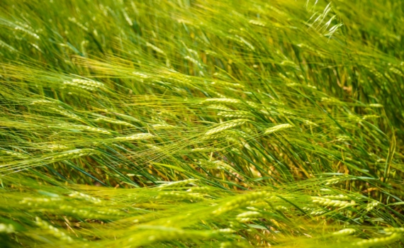 Аграрии Адыгеи собрали 454 тыс. тонн пшеницы