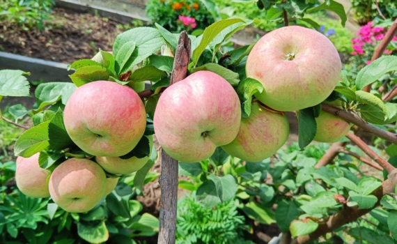 Хрустящее чудо с ярким вкусом: тертый лимонный пирог с яблочным сюрпризом — хозяйкам на заметку Хрустящее чудо с ярким вкусом: тертый лимонный пирог с яблочным сюрпризом — хозяйкам на заметку