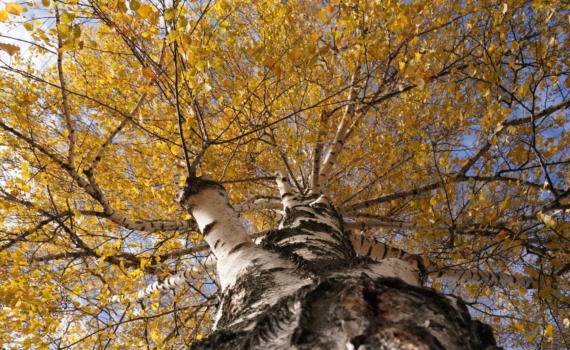 Пока все в панике: 5 важных дел до 29 ноября 2025 в Ретроградный Меркурий — чтобы перезагрузиться