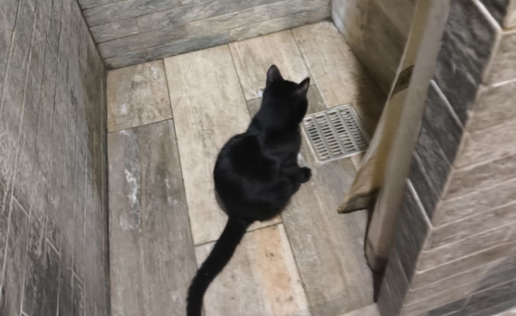 Хотела отделать ванну в мраморе – мастер предложил шпон: результат превзошел все ожидания