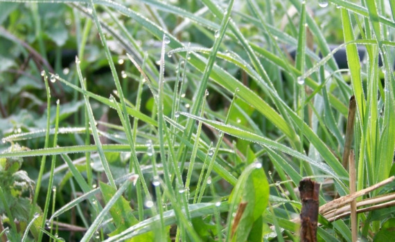 Неожиданный фаворит осеннего сезона: шалфейный маникюр с золотыми акцентами