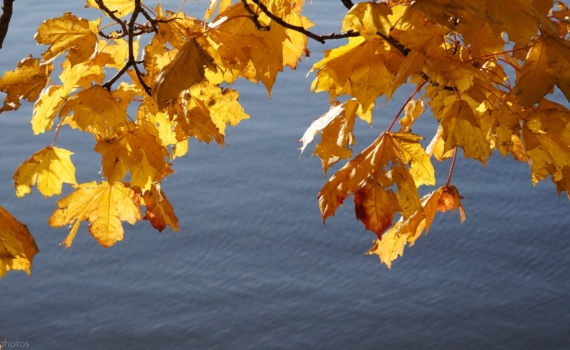 Народные приметы 14 ноября: когда воробьи и куры знают погоду лучше синоптиков — узнайте, первыми