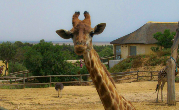Попробовала улиточный суп на базаре – и ощутила новый вкус к жизни: дерзость кухни Марокко манит