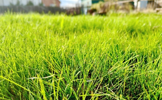 Грядки или газон: как правильно распорядиться маленьким участком — не делайте ошибок Грядки или газон: как правильно распорядиться маленьким участком — не делайте ошибок